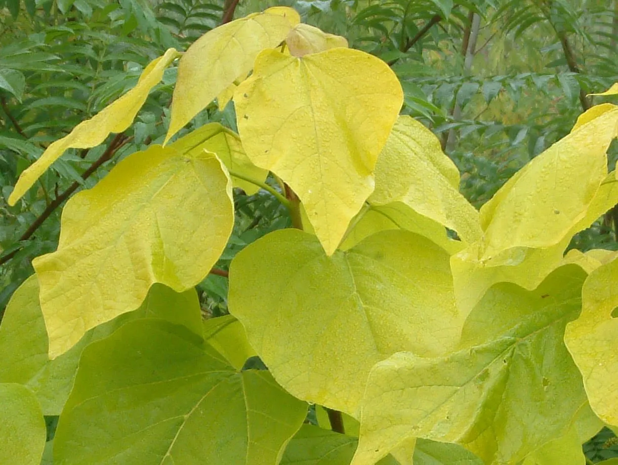 Catalpa bignonioides 'Aurea'