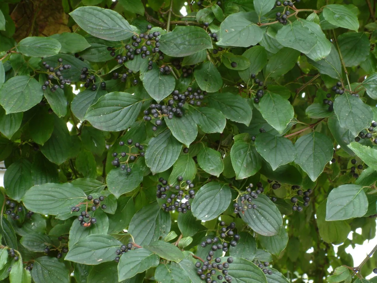 Cornus sanguinea  autochtoon