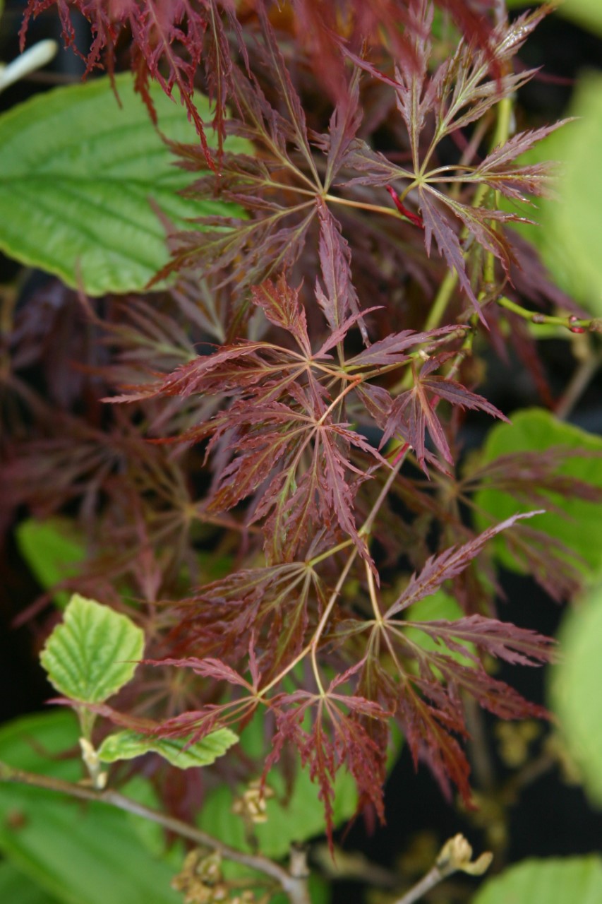 acer-palmatum-ornatum