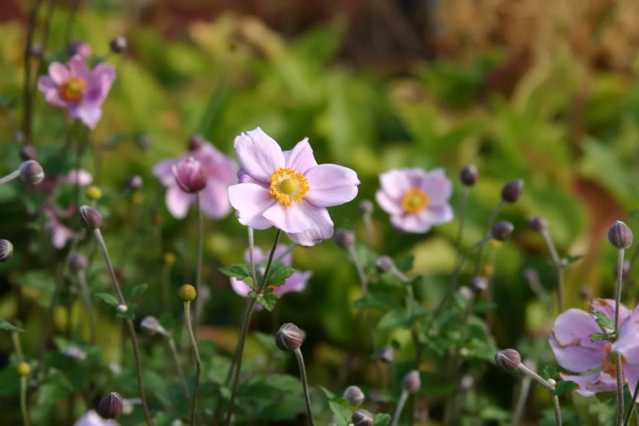 Anemone hybrida 'Konigin Charlotte'