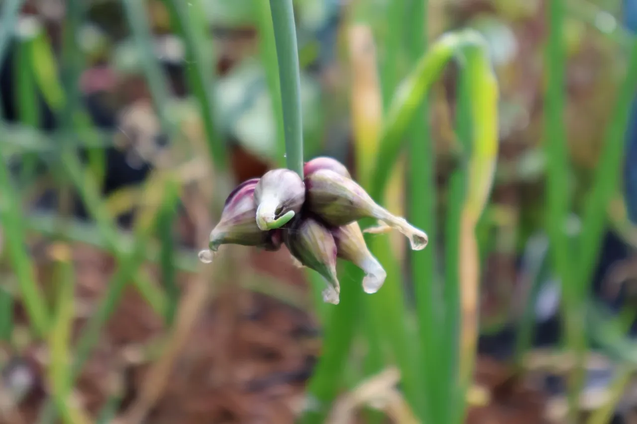 Allium cepa var. viviparum