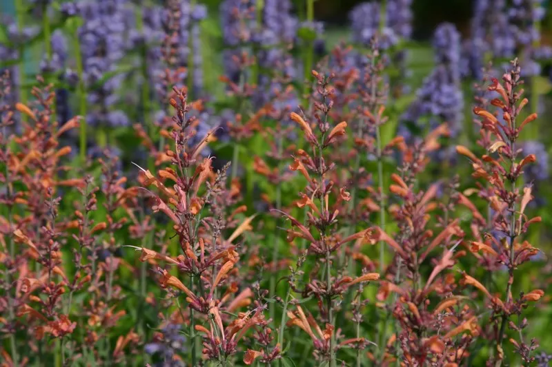 Agastache 'Firebird'