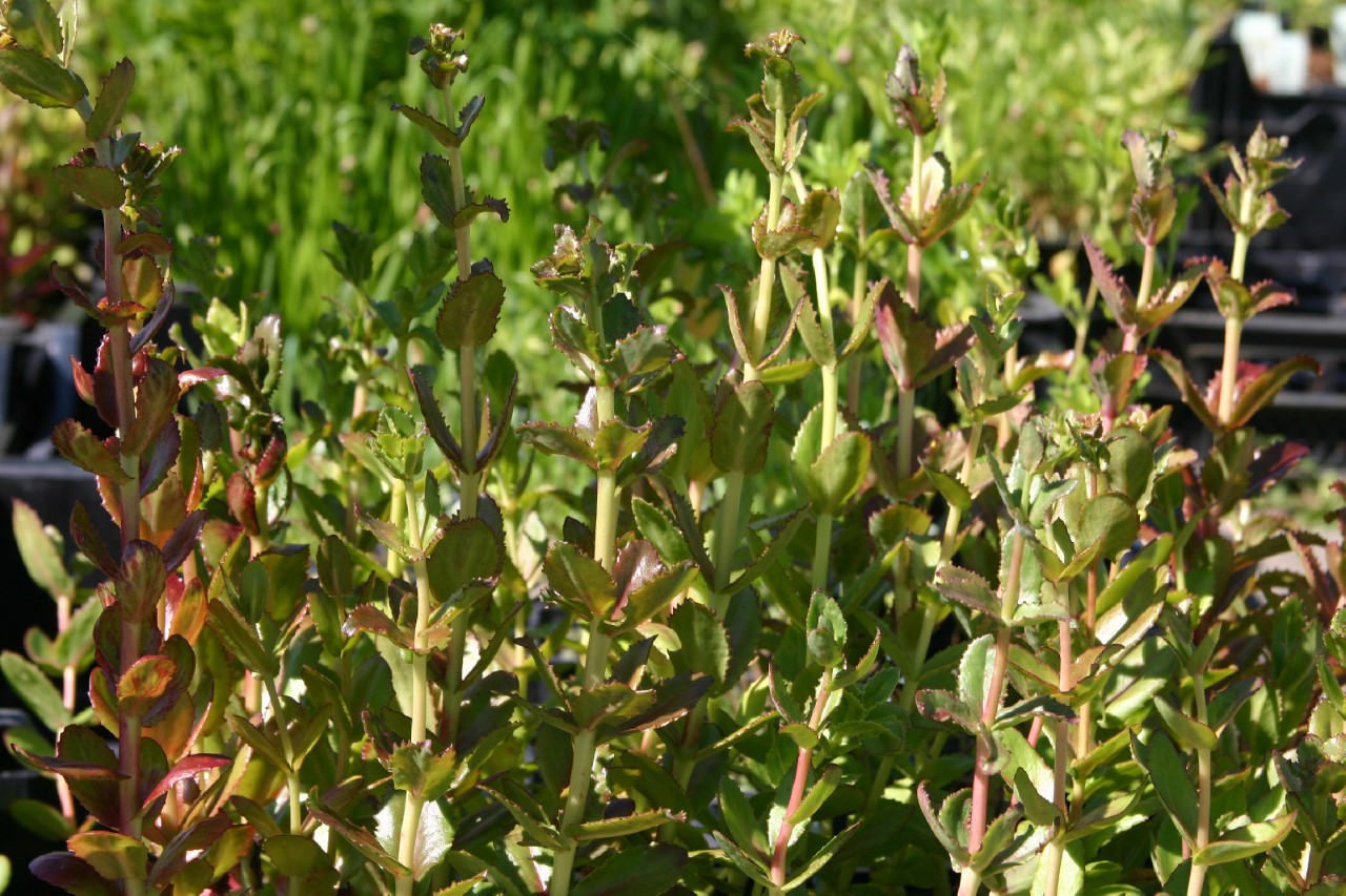 sedum-telephium-telephium