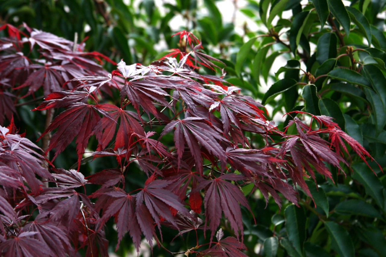 acer-palmatum-sherwood-flame