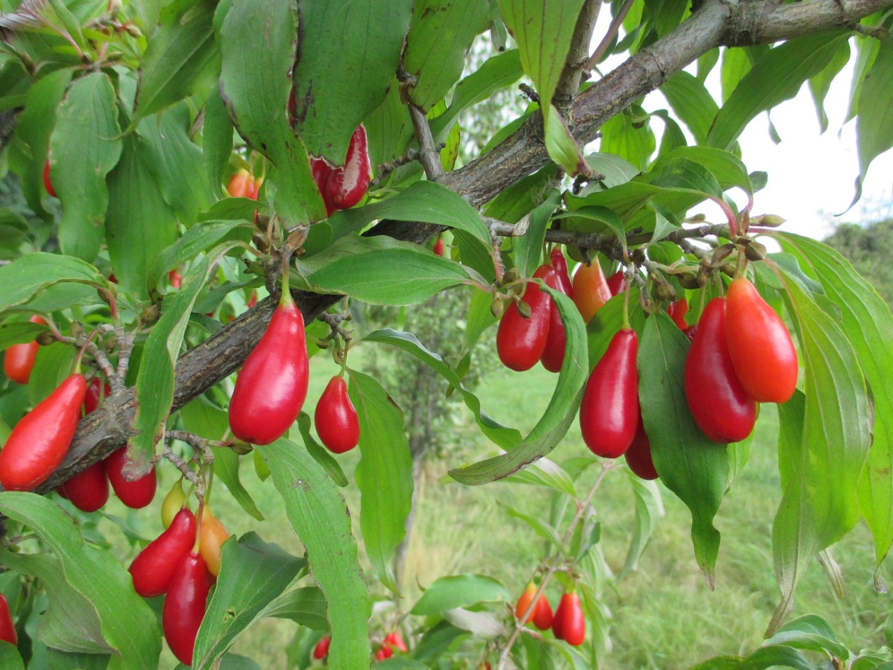 cornus-mas-elegantnyi