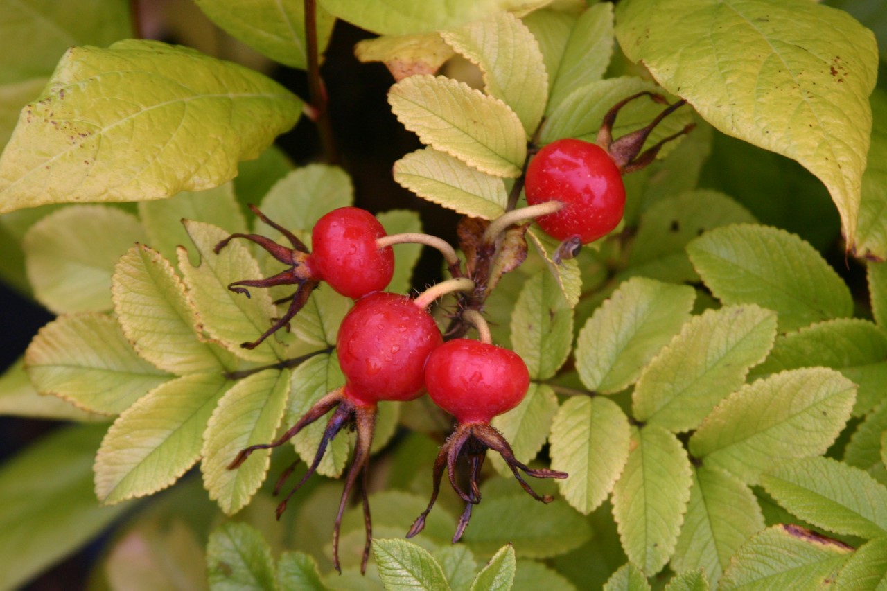 Rosa rugosa 'Alba'