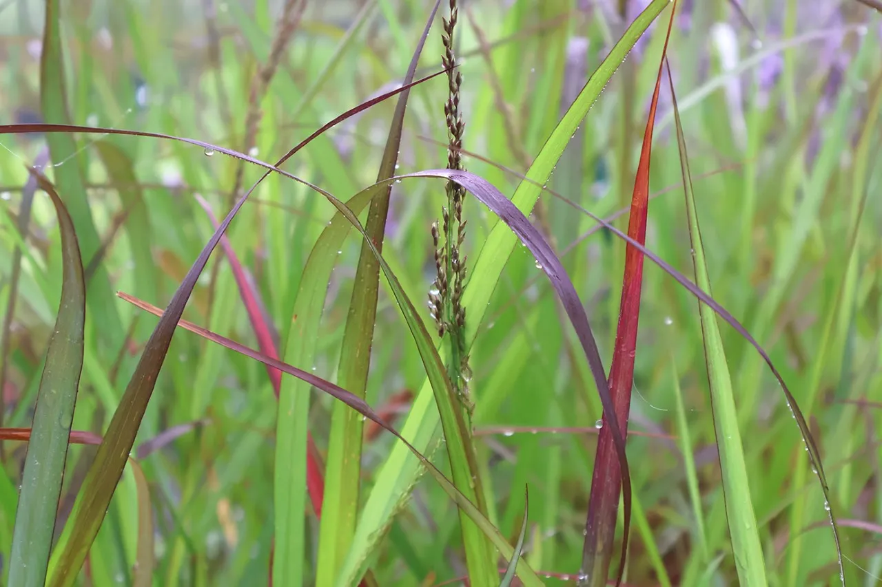 Panicum virgatum 'Squaw'