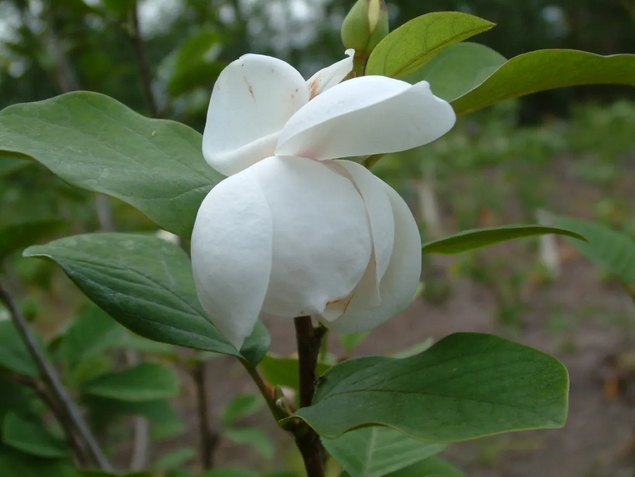 Magnolia sieboldii