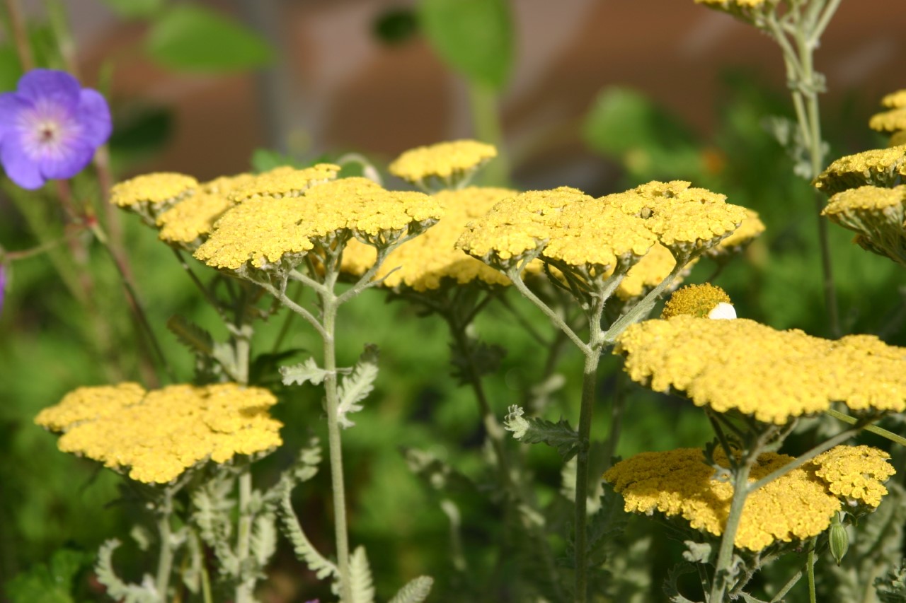 achillea-moonshine