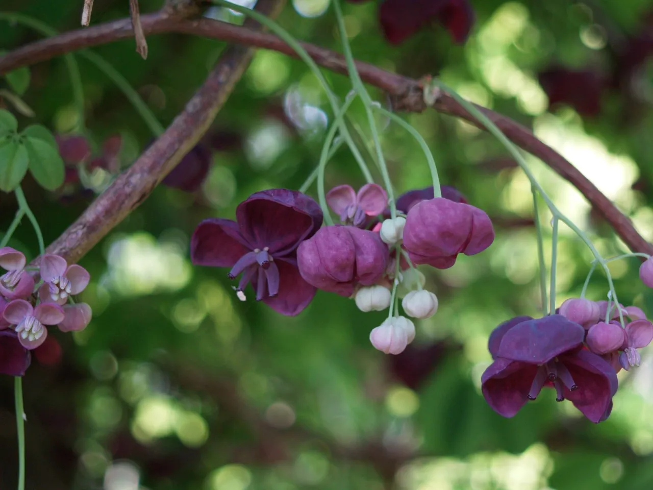 Akebia quinata