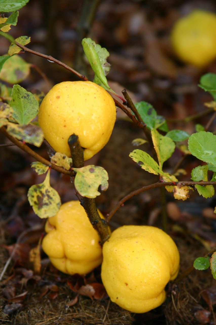 chaenomeles-japonica-cido