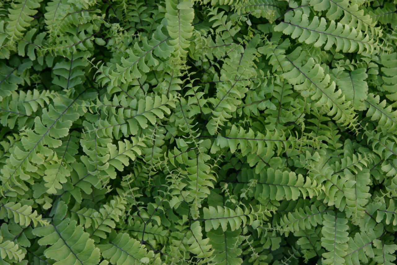 adiantum-pedatum