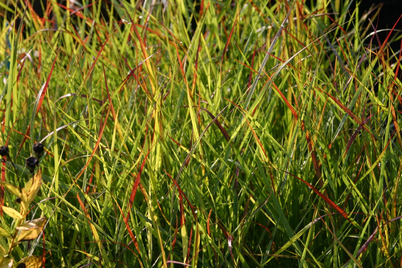 panicum-virgatum-rotstrahlbusch