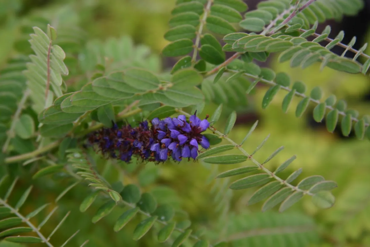 Amorpha canescens