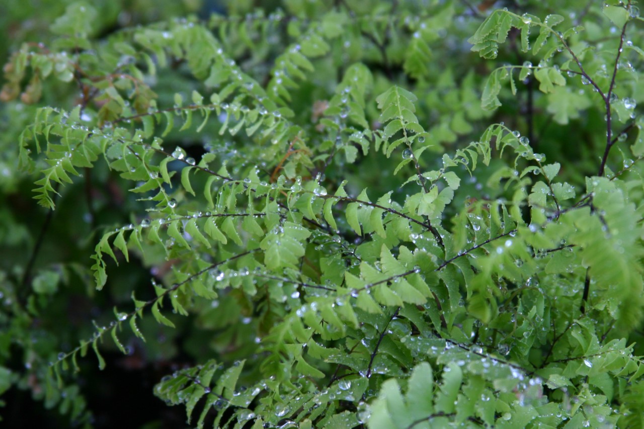 adiantum-pedatum-imbricatum