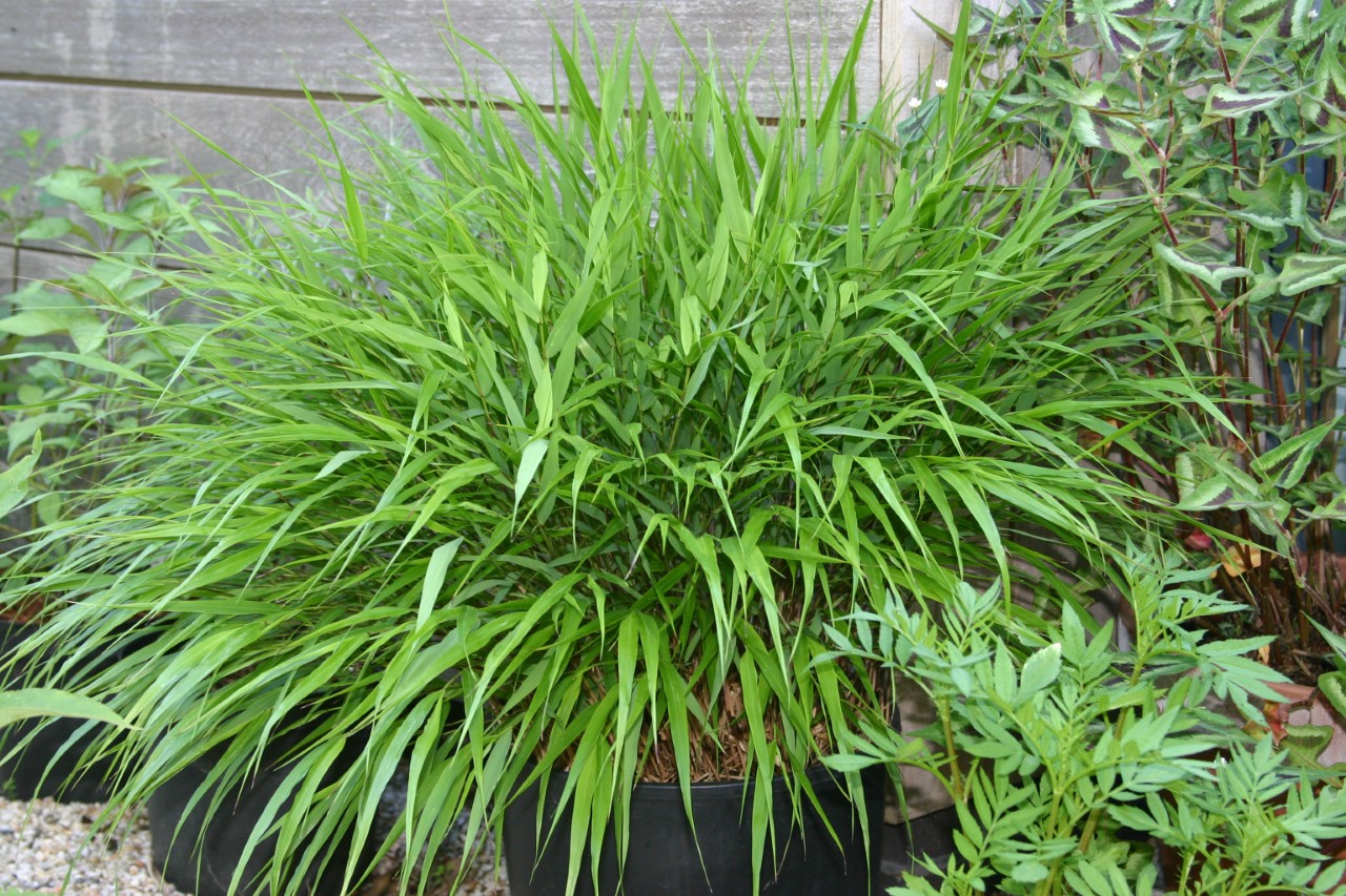 hakonechloa-macra