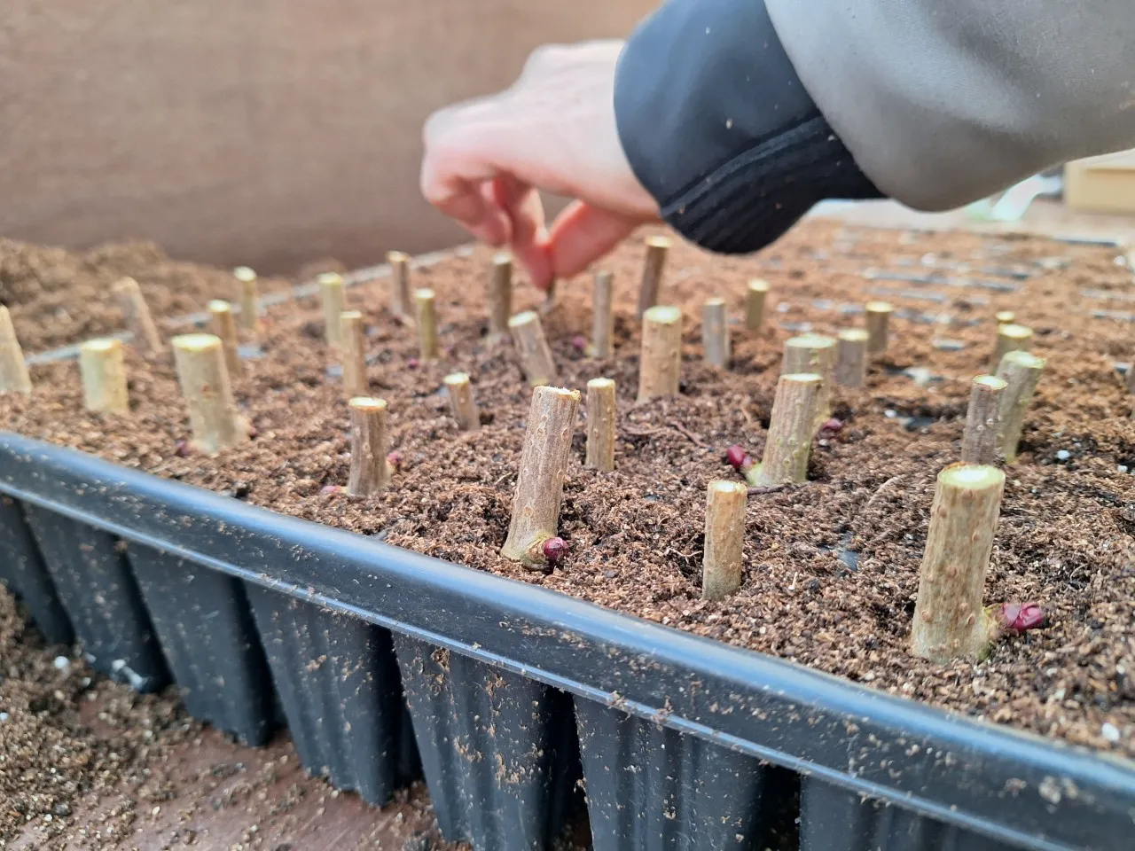 Potgrond: hoe houd je de wereld en de plant gezond? 