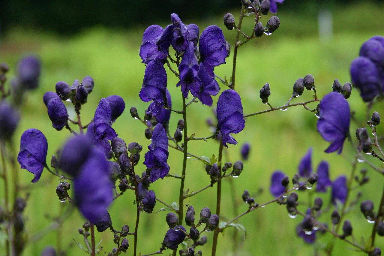 aconitum-henryi-sparks-variety