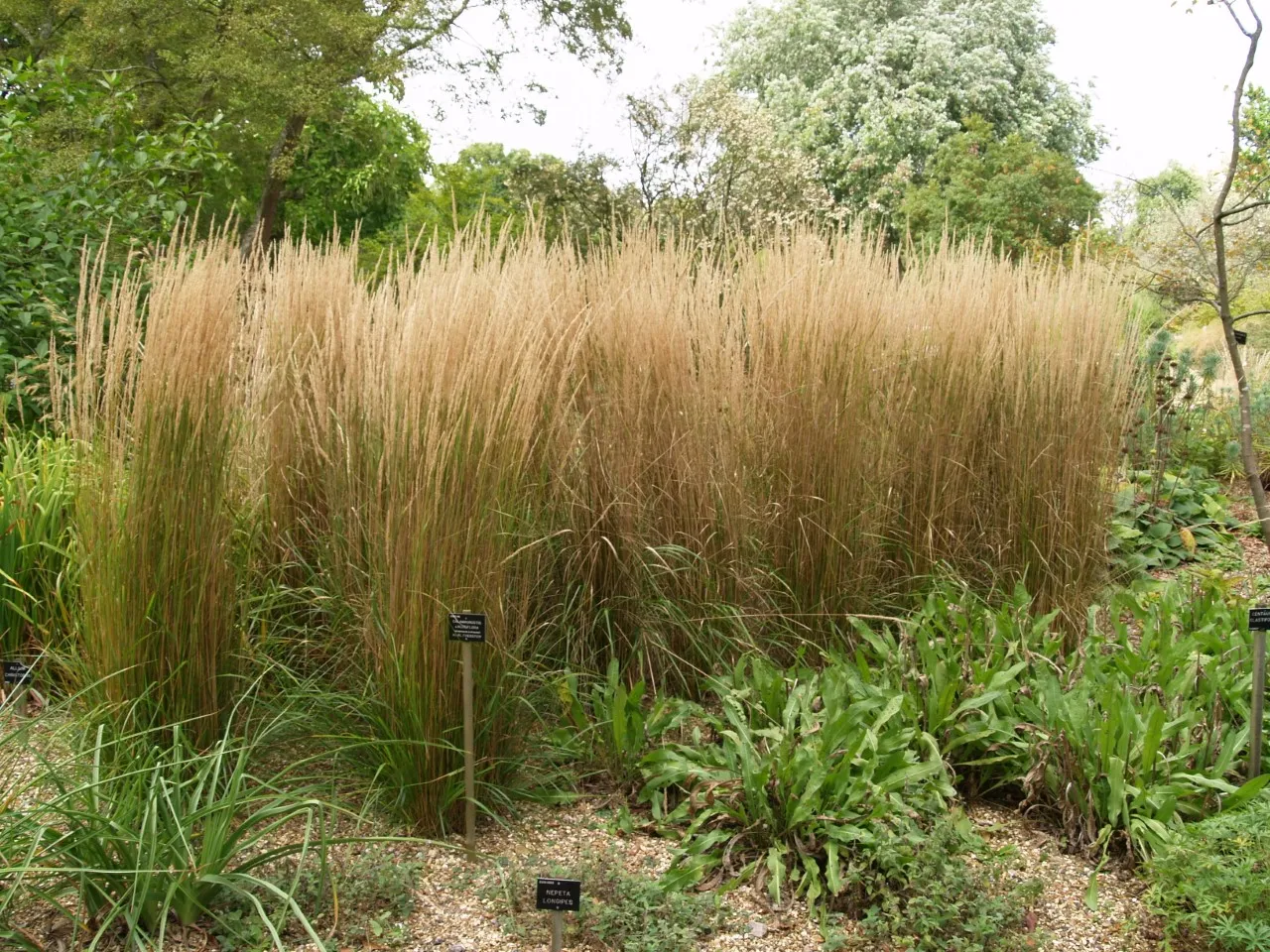 Calamagrostis acutiflora 'Karl Foerster'