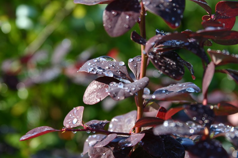 berberis-thunbergii-atropurpurea