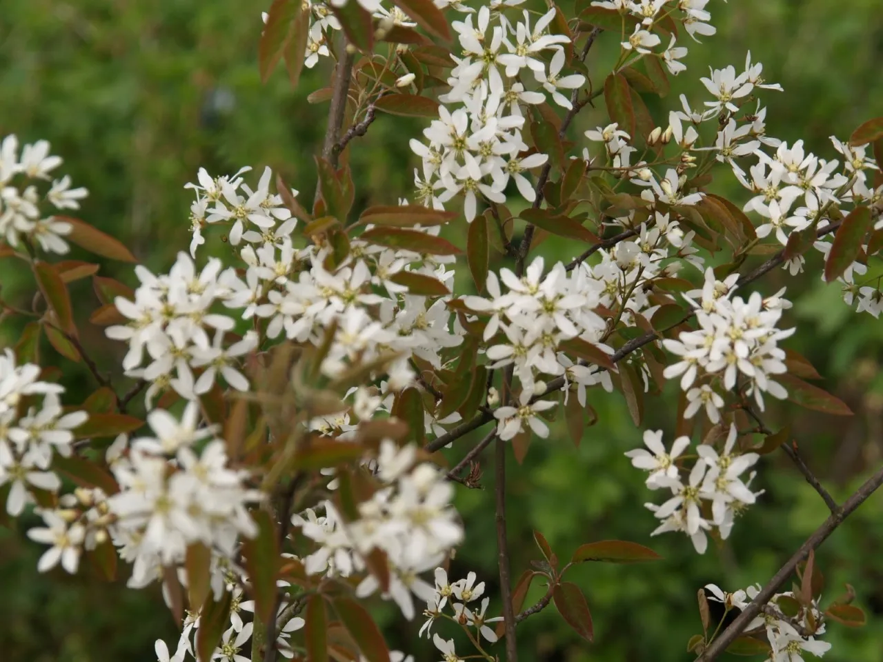 Amelanchier 'Prince Charles'