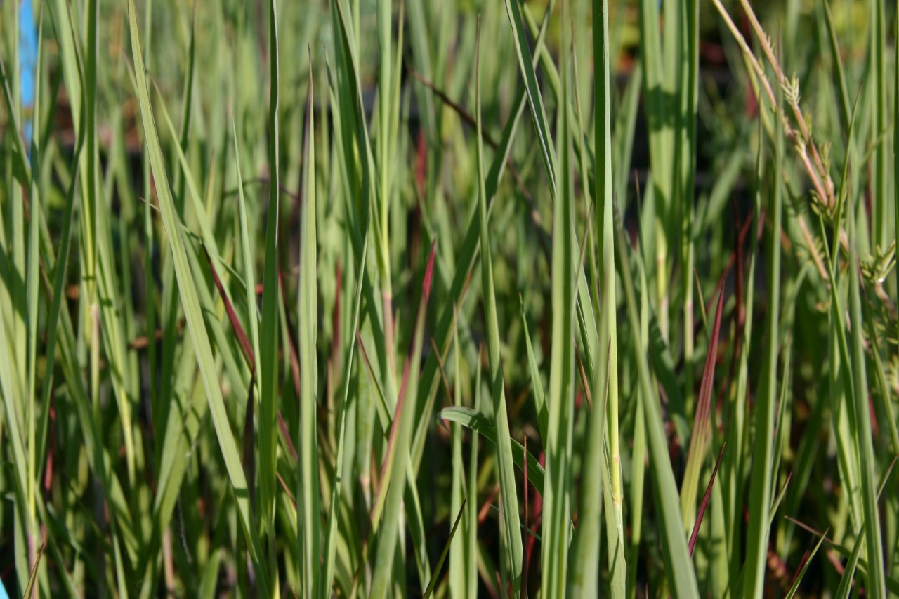 panicum-virgatum-cardinal