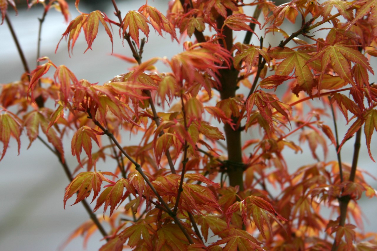 acer-palmatum-katsura