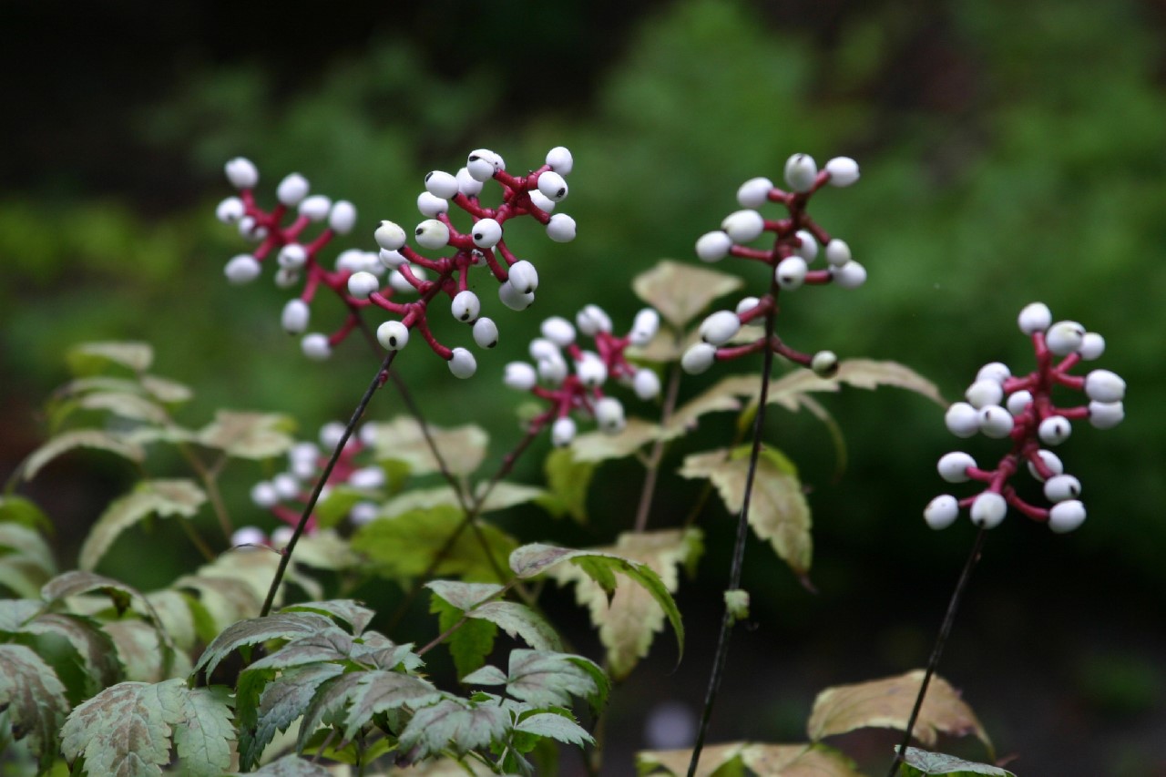 actaea-pachypoda-misty-blue