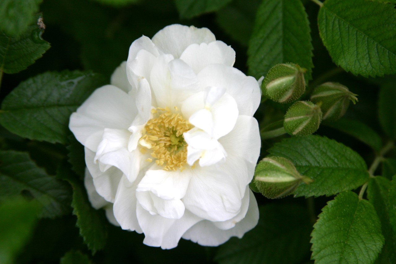 rosa-r-schneezwerg