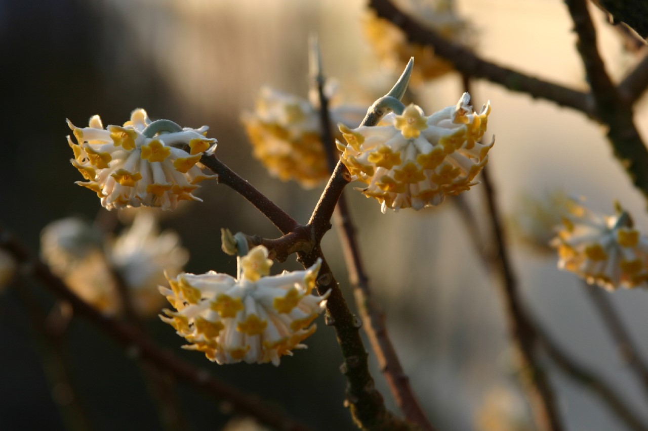 edgeworthia-chrysantha-grandiflora