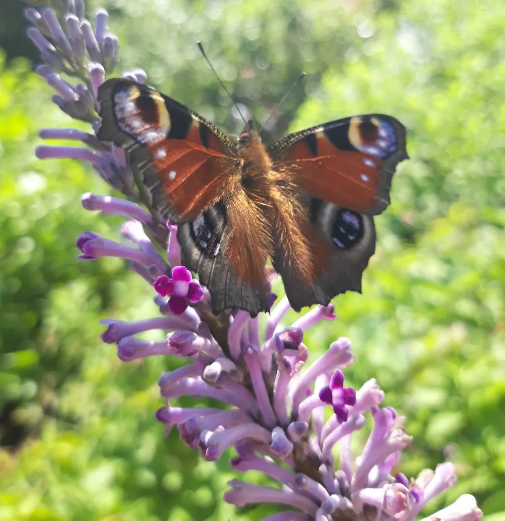 Buddleja lindleyana