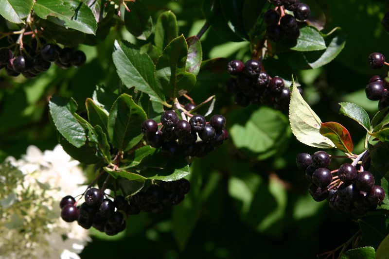 aronia-melanocarpa-professor-ed