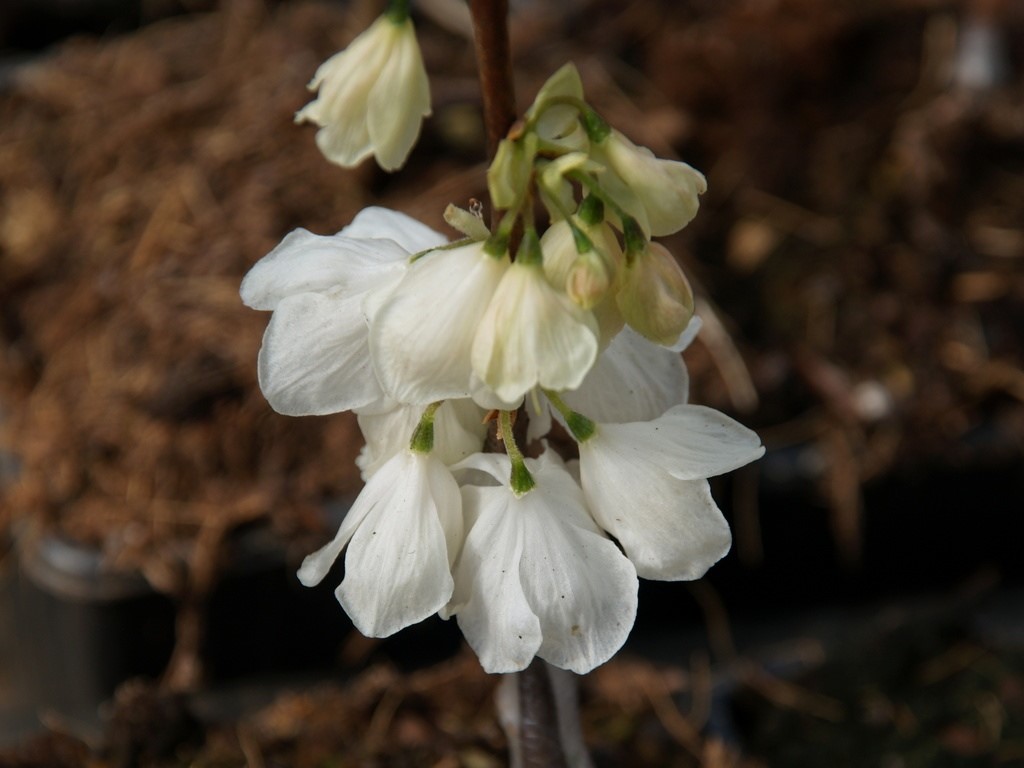 halesia-diptera-var-magniflora