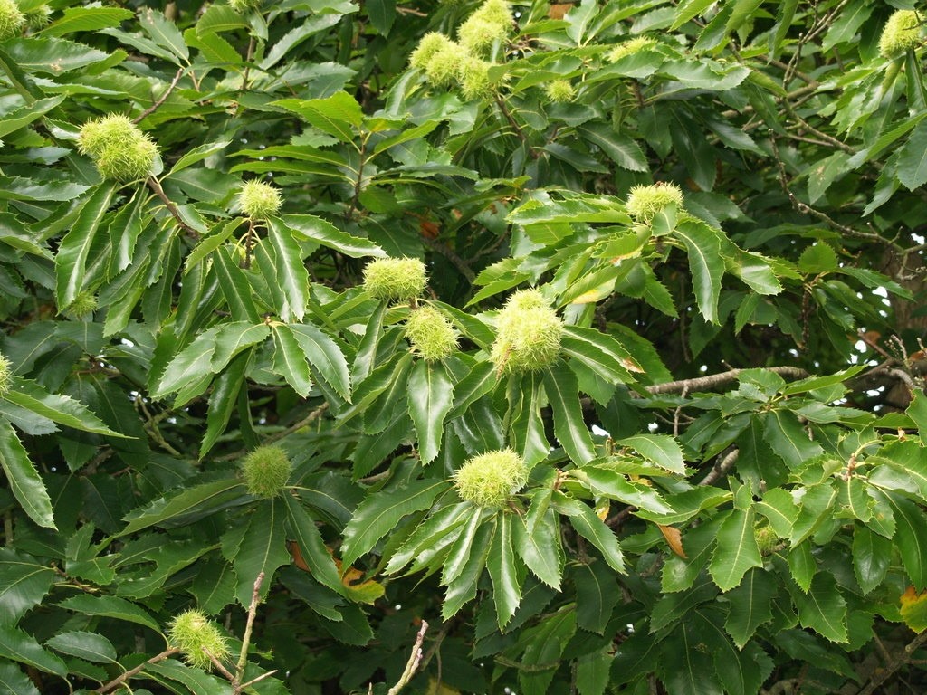 castanea-sativa-doree-de-lyon