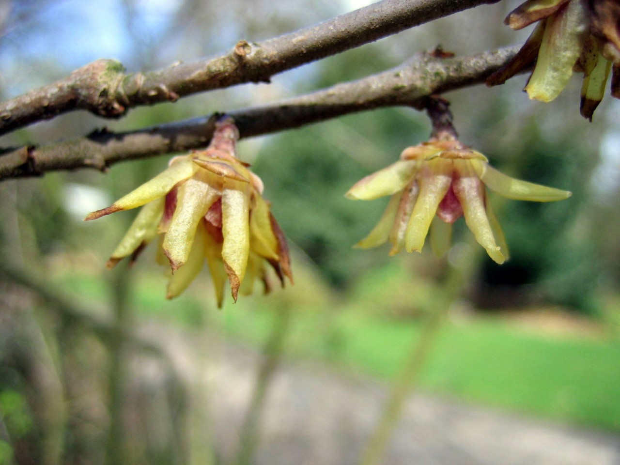 chimonanthus-praecox