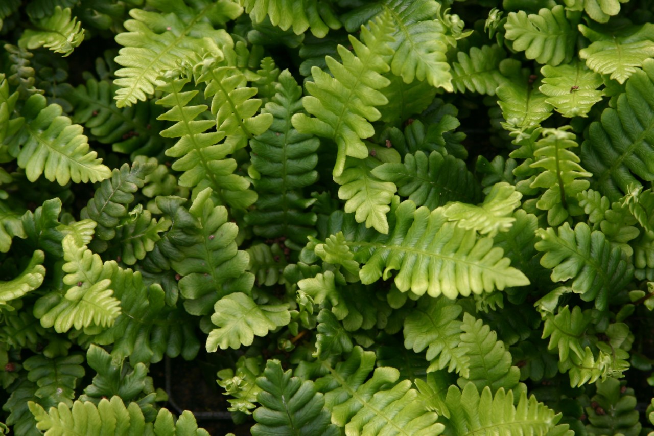 blechnum-spicant