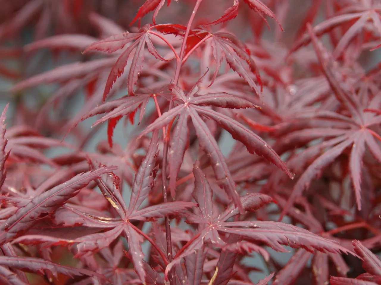 Acer palmatum 'Trompenburg'