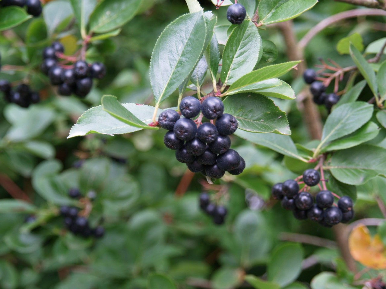 Aronia prunifolia 'Viking'