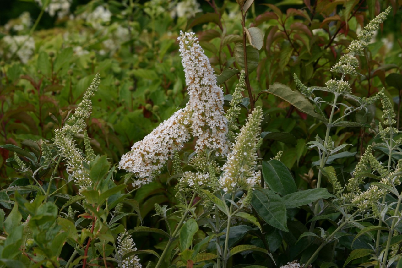 buddleja-white-ball