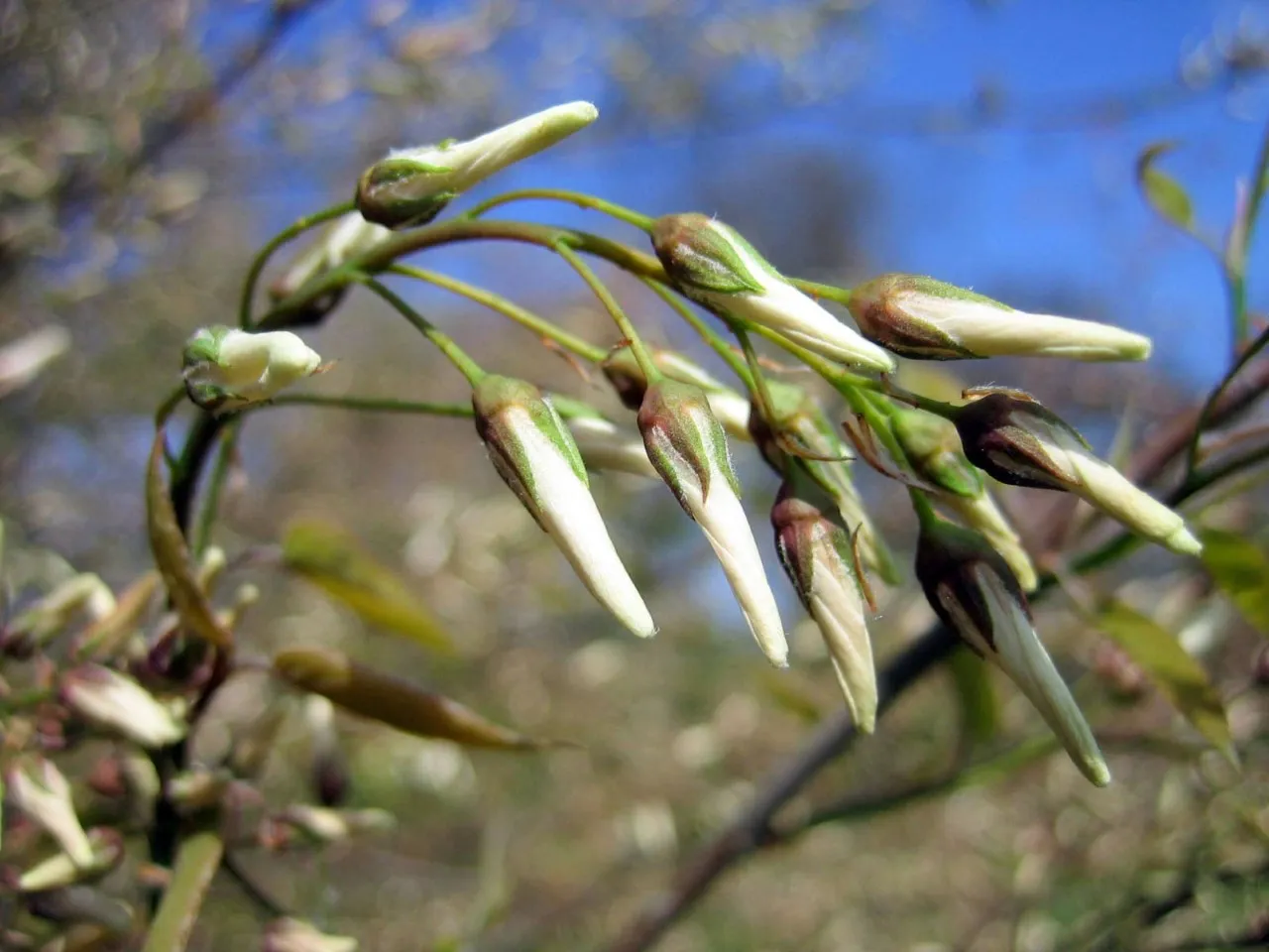 Amelanchier 'Princess Diana'