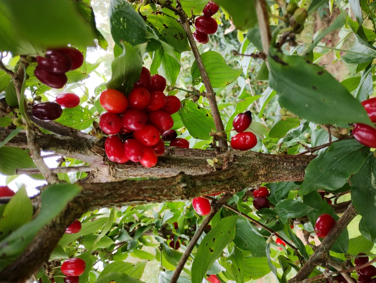 cornus-mas-marceli