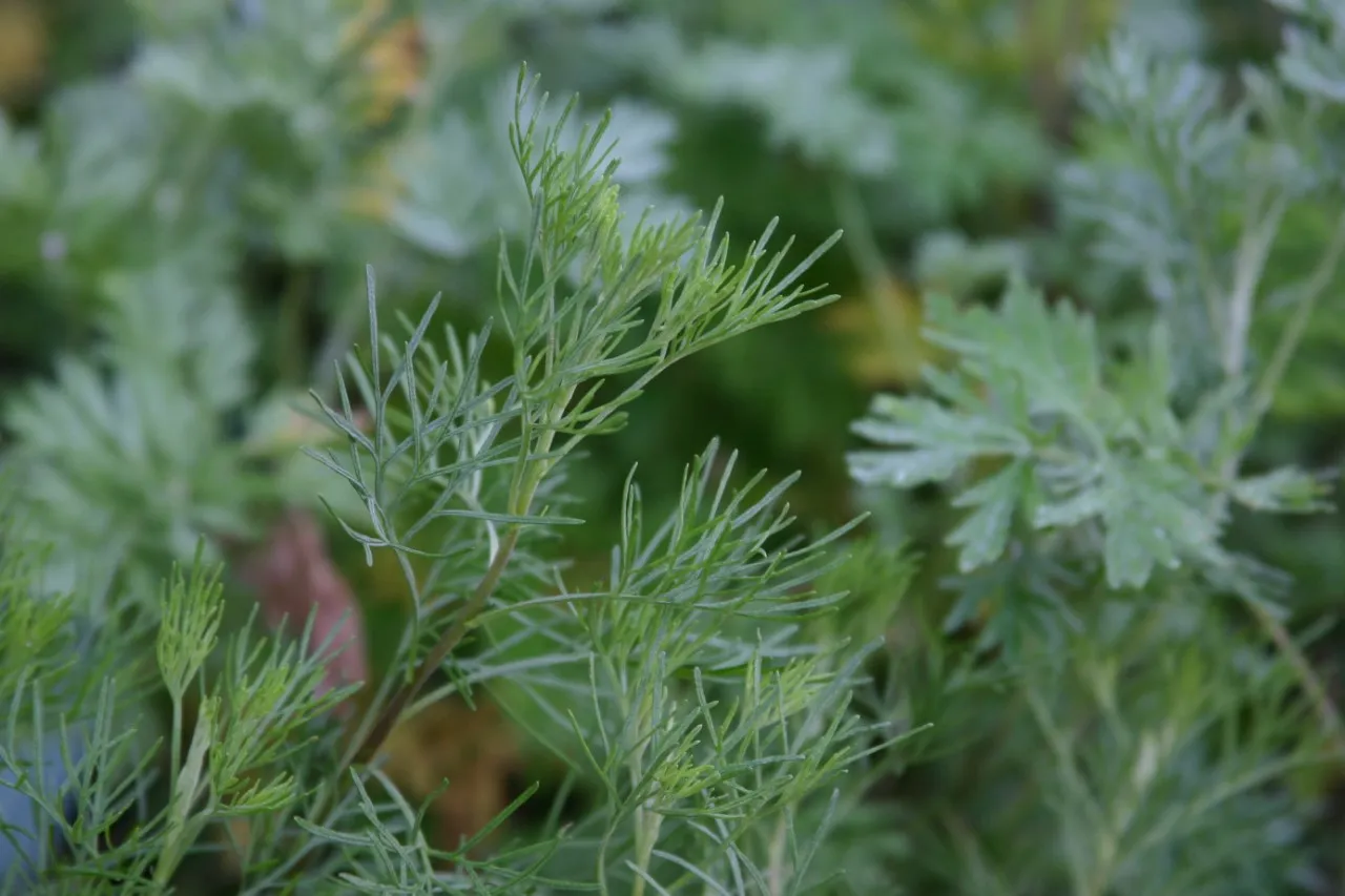 Artemisia arbrotanum 'Citrina'