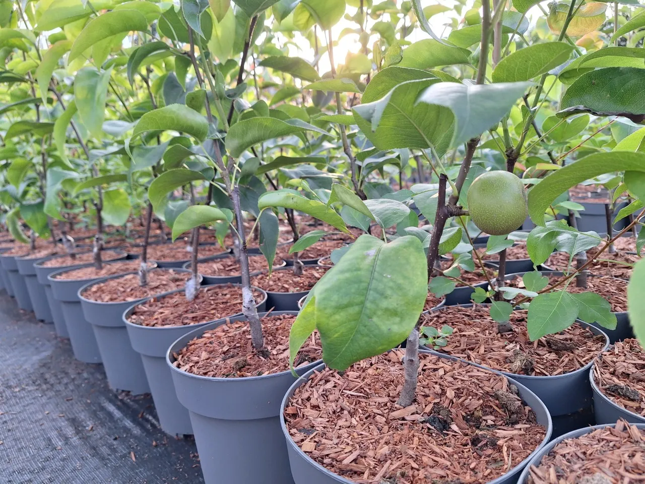 Groter is niet altijd beter; de kracht van kleine en natuurvriendelijke planten  