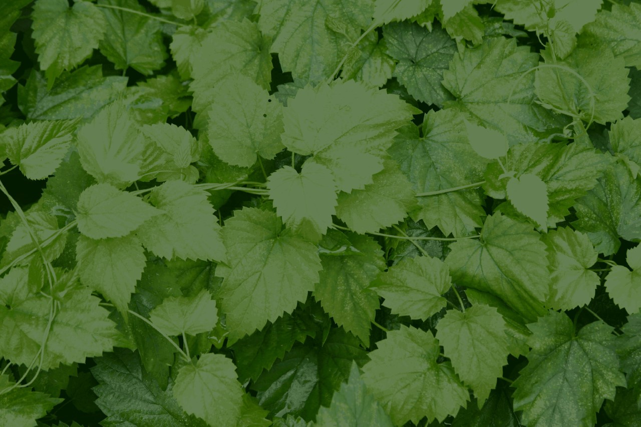 humulus-lupulus-tettnanger