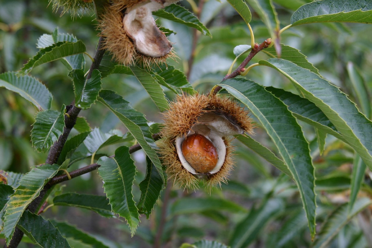 castanea-sativa-maraval