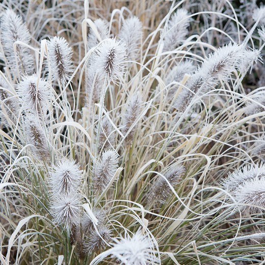 pennisetum-alopecuroides-weserbergland