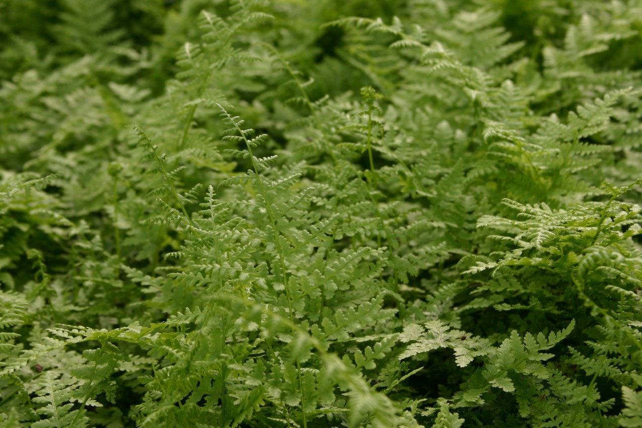 athyrium-filix-femina