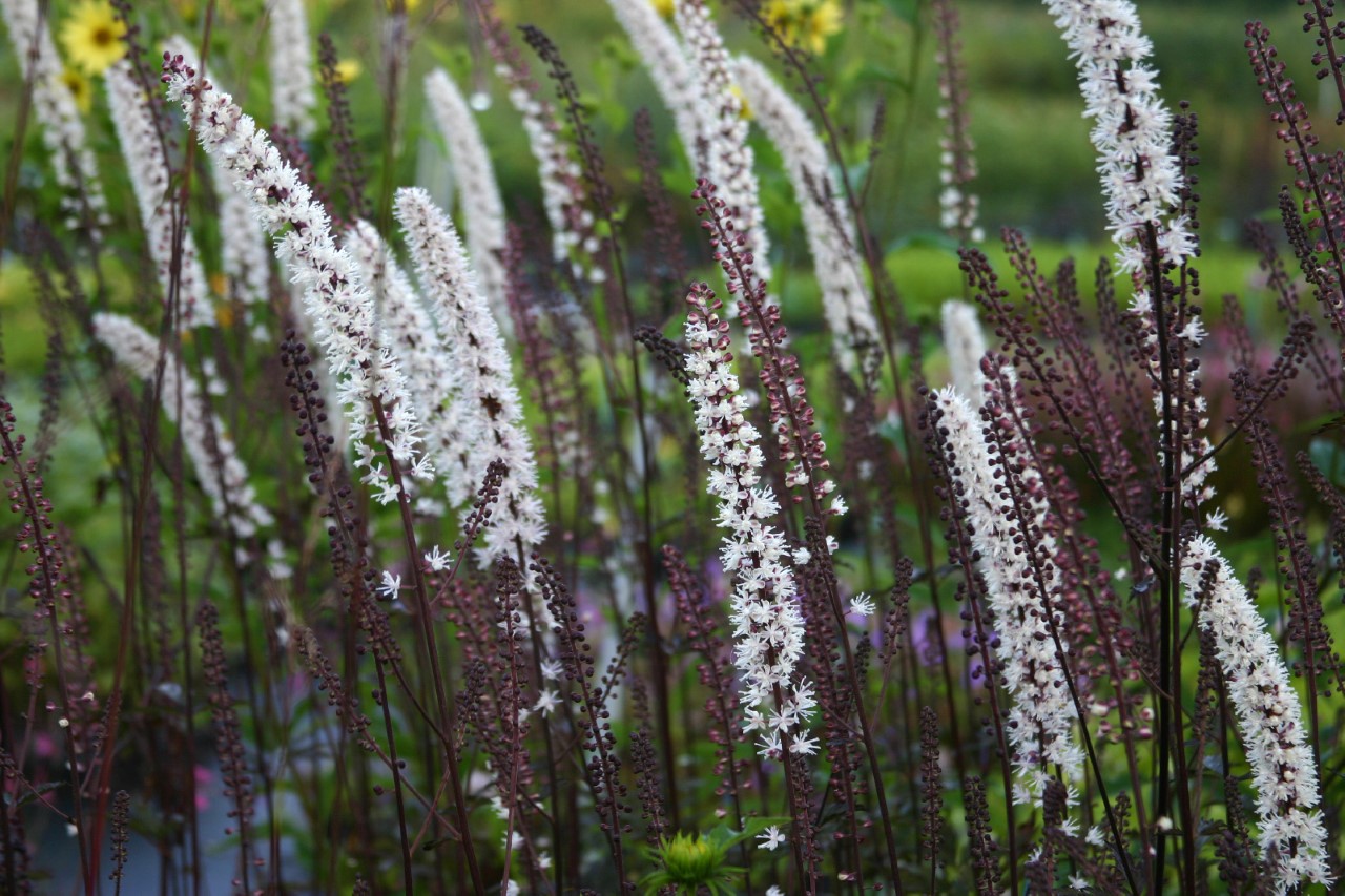 actaea-simplex-atropurpurea