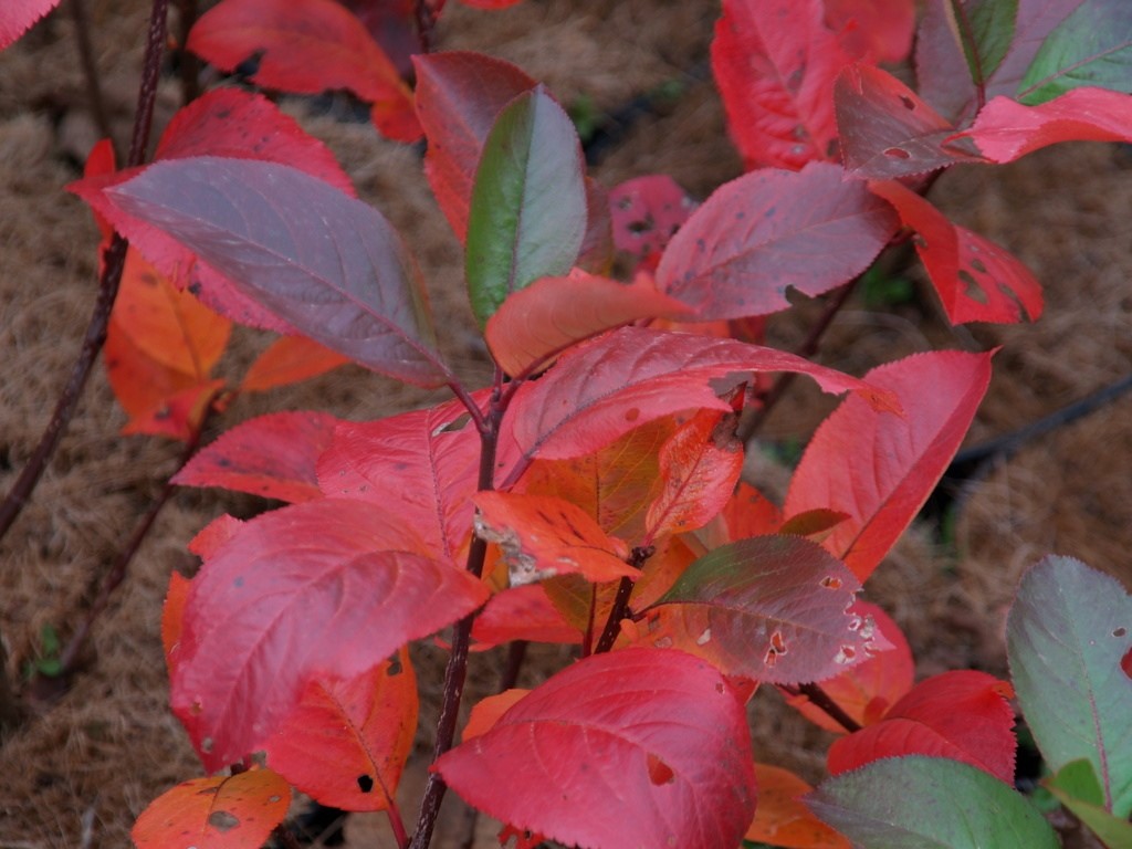 aronia-prunifolia-nero