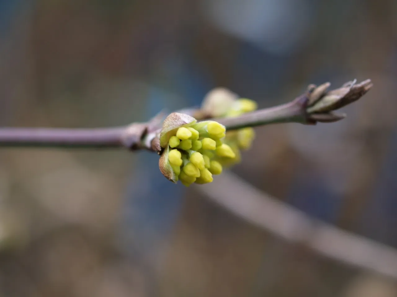 Cornus mas 'Macrocarpa'